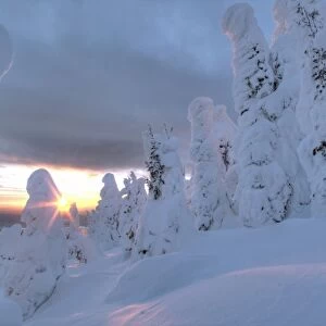 Snowghosts at sunset at Whitefish Mountain Resort in Montana