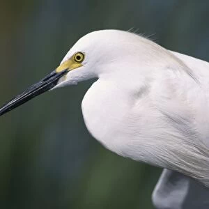 Snowy Egret, Egretta thula, adult, Lake Corpus Christi, Texas, USA, May
