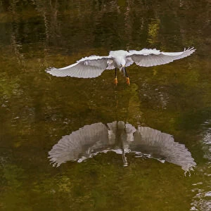 Snowy egret flying, Merritt Island National Wildlife Refuge, Florida