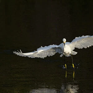 Snowy egret hunting, Green Cay Wetlands, Florida