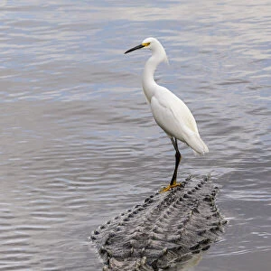 Snowy Egret riding on top of American alligator, Florida