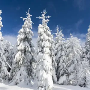 Snowy forest in the National Park Bavarian Forest (Bayerischer Wald) in the deep of winter Snowy forest in the National Park Bavarian Forest (Bayerischer Wald) in the deep of winter