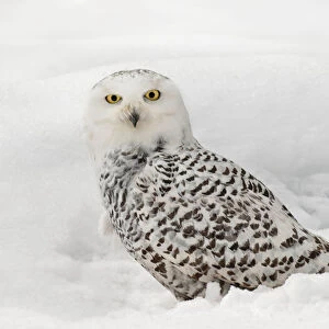 Snowy Owl on snow, (Captive) Montana Bubo scandiacus