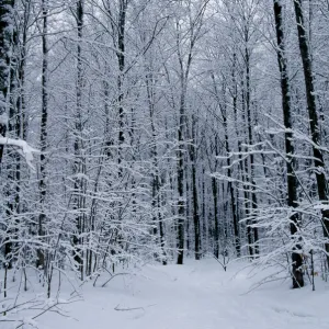 Snowy Tree Lined Country Lane; Oakland County, MICHIGAN