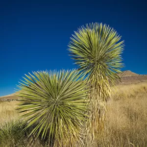Soaptree yucca, Yucca elata, City of Rocks State Park, New Mexico, USA