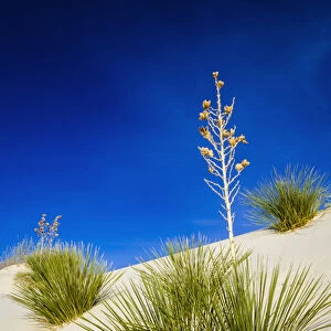 Soaptree Yucca (Yucca elata) and dunes, White Sands National Monument, New Mexico USA