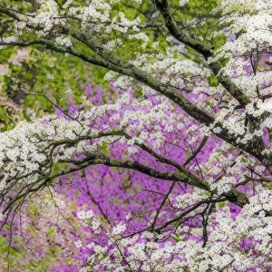Soft focus view of flowering dogwood tree and distant Eastern redbud, Kentucky