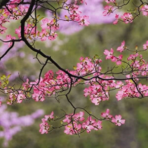 Soft focus view of pink flowering dogwood tree branch, Kentucky