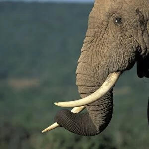 South Africa, Addo Elephant National Park, Bull Elephant (Loxodonta africana) by