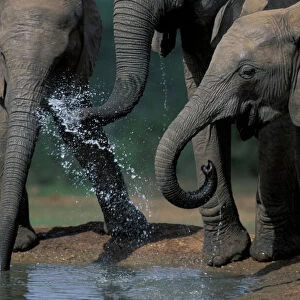 South Africa, Addo Elephant National Park, Elephant herd (Loxodonta africanus) drinks