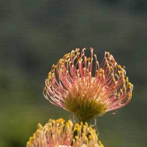 Africa Photographic Print Collection: South Africa