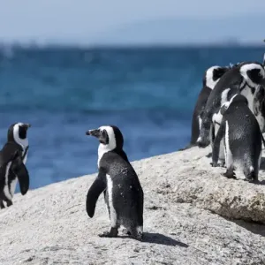 South Africa, Cape Town, Simons Town, Boulders Beach. African penguin colony South Africa, Cape Town, Simons Town, Boulders Beach. African penguin colony