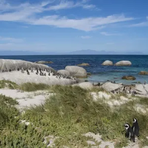 Boulders Beach African Penguin Colony Print Boulders Beach African Penguin Colony Print