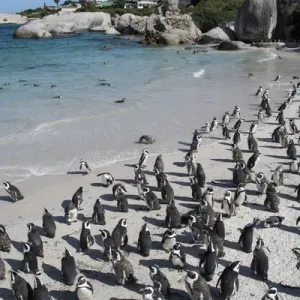 South Africa, Cape Town, Simons Town, Boulders Beach. African penguin colony South Africa, Cape Town, Simons Town, Boulders Beach. African penguin colony