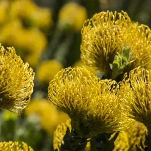 Yellow Protea flowers Print, Cape Town Yellow Protea flowers Print, Cape Town