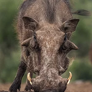 South Africa. Close-up of warthog drinking at waterhole
