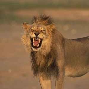 South Africa, Kgalagadi Transfrontier Park, Male Lion growls in Kalahari desert at sunset