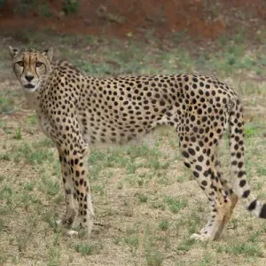 South Africa, Pretoria, De Wildt Shingwedzi Cheetah & Wildlife Preserve & Ann van South Africa, Pretoria, De Wildt Shingwedzi Cheetah & Wildlife Preserve & Ann van