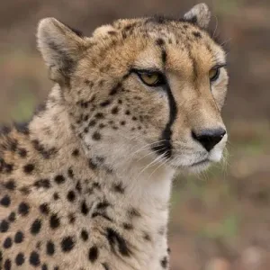 South Africa, Pretoria, De Wildt Shingwedzi Cheetah & Wildlife Preserve & Ann van South Africa, Pretoria, De Wildt Shingwedzi Cheetah & Wildlife Preserve & Ann van
