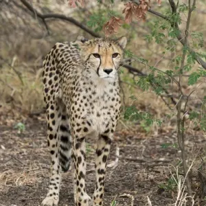 South Africa, Pretoria, De Wildt Shingwedzi Cheetah & Wildlife Preserve & Ann van South Africa, Pretoria, De Wildt Shingwedzi Cheetah & Wildlife Preserve & Ann van