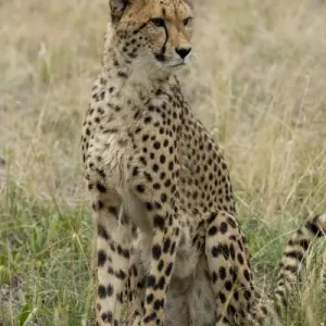 South Africa, Pretoria, De Wildt Shingwedzi Cheetah & Wildlife Preserve & Ann van South Africa, Pretoria, De Wildt Shingwedzi Cheetah & Wildlife Preserve & Ann van