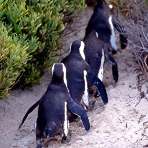 South Africa, Simons Town. Follow the leader. Jackass Penguins (Phalacrocorax capensis)