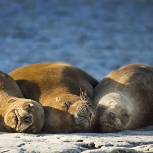 South America, Argentina, Chubut, Peninsula Valdes. Three sleeping sea lions on rock