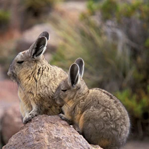 South America, Bolivia, Altiplano Mountain viscacha