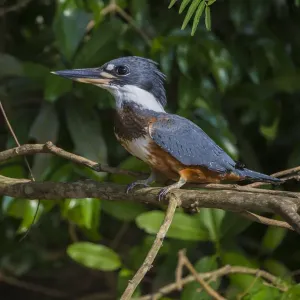 South America. Brazil. An Amazon kingfisher (Chloroceryle amazona) with a small captured South America. Brazil. An Amazon kingfisher (Chloroceryle amazona) with a small captured