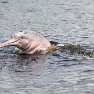 South America, Brazil, The Amazon, Manaus, Rio Negro, pink river dolphin, Inia geoffrensis South America, Brazil, The Amazon, Manaus, Rio Negro, pink river dolphin, Inia geoffrensis