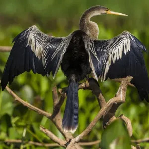 South America. Brazil. An anhinga (Anhinga anhinga) drying its wings in the sun South America. Brazil. An anhinga (Anhinga anhinga) drying its wings in the sun