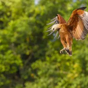 L'Amérique du Sud. Le Brésil. Le busard à gorge noire (Busarellis nigricollis) est un rapace. L'Amérique du Sud. Le Brésil. Le busard à gorge noire (Busarellis nigricollis) est un rapace.