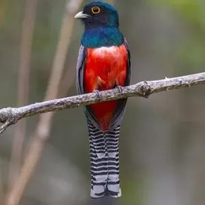 South America. Brazil. A blue-crowned trogon (Trogon curucui) commonly found in the Pantanal South America. Brazil. A blue-crowned trogon (Trogon curucui) commonly found in the Pantanal