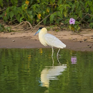 South America. Brazil. A capped heron (Pilherodius pileatus) wades along a lakeshore