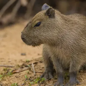 South America. Brazil. A capybara (Hydrochoerus hydrochaeris) is a rodent commonly South America. Brazil. A capybara (Hydrochoerus hydrochaeris) is a rodent commonly