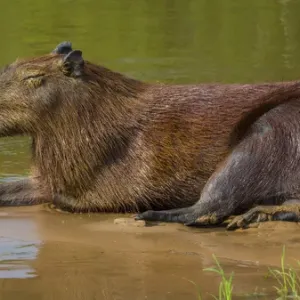 South America. Brazil. A capybara (Hydrochoerus hydrochaeris) is a rodent commonly South America. Brazil. A capybara (Hydrochoerus hydrochaeris) is a rodent commonly