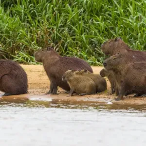 South America. Brazil. Capybaras (Hydrochoerus hydrochaeris) are rodents commonly South America. Brazil. Capybaras (Hydrochoerus hydrochaeris) are rodents commonly