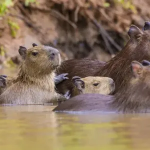 Südamerika Brasilien Kapibären (Hydrochoerus hydrochaeris) sind Ratten, die in der Regel sehr häufig vorkommen Südamerika Brasilien Kapibären (Hydrochoerus hydrochaeris) sind Ratten, die in der Regel sehr häufig vorkommen