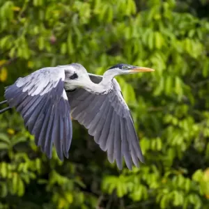 South America. Brazil. A cocoi heron (Ardea purpurea) in the Pantanal, the world s South America. Brazil. A cocoi heron (Ardea purpurea) in the Pantanal, the world s