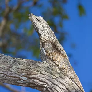 South America. Brazil. Common Potoo (Nyctibius griseus) is well camoflaged while