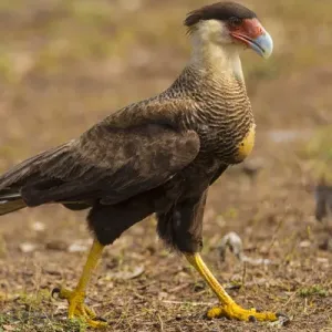 L'Amérique du Sud. Le Brésil. Le Caracara plancus (Caracara plancus) est un rapace apparenté aux faucons. L'Amérique du Sud. Le Brésil. Le Caracara plancus (Caracara plancus) est un rapace apparenté aux faucons.