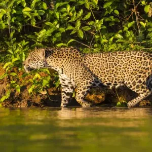 Südamerika, Brasilien; Eine weibliche Jaguar (Panthera onca) ist eine hochstehende Beutejägerin Südamerika, Brasilien; Eine weibliche Jaguar (Panthera onca) ist eine hochstehende Beutejägerin