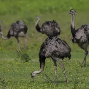 L'Amérique du Sud. Le Brésil. Une bande de rhés (Rhea americana), des oiseaux importants liés à l'ostrich d'Afrique. L'Amérique du Sud. Le Brésil. Une bande de rhés (Rhea americana), des oiseaux importants liés à l'ostrich d'Afrique.