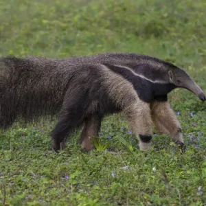 South America. Brazil. A giant anteater (Myrmecophagia tridactyla) in the Pantanal South America. Brazil. A giant anteater (Myrmecophagia tridactyla) in the Pantanal