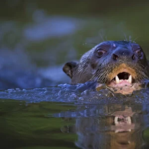 South America. Brazil. Giant river otter (Pteronura brasiliensis) is found in slow-moving