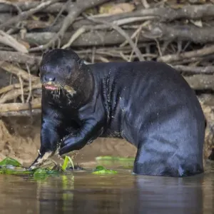 L'Amérique du Sud. Le Brésil. L'otarie lâche (Pteronura brasiliensis) est trouvée dans les eaux calmes. L'Amérique du Sud. Le Brésil. L'otarie lâche (Pteronura brasiliensis) est trouvée dans les eaux calmes.