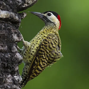 South America. Brazil. A green-barred woodpecker (Colaptes melanochloros) in the Pantanal