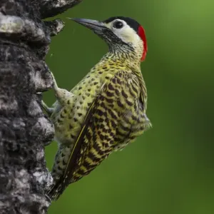 Südamerika, Brasilien, ein Graubartiger Holzwidder (Colaptes melanochloros) im Pantanal Südamerika, Brasilien, ein Graubartiger Holzwidder (Colaptes melanochloros) im Pantanal