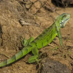 L'Amérique du Sud. Le Brésil. Un iguane vert (Iguana iguana) dans le Pantanal, l'un des plus grands de la planète. L'Amérique du Sud. Le Brésil. Un iguane vert (Iguana iguana) dans le Pantanal, l'un des plus grands de la planète.