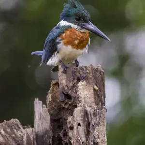 South America. Brazil. A Green kingfisher (Cloroceryle americana) commonly found in the Pantanal South America. Brazil. A Green kingfisher (Cloroceryle americana) commonly found in the Pantanal